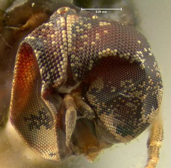 Media type: image;   Entomology 465 Aspect: head frontal view
